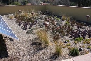 Living Roof Garden