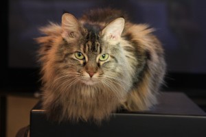 Cat On Sub Woofer