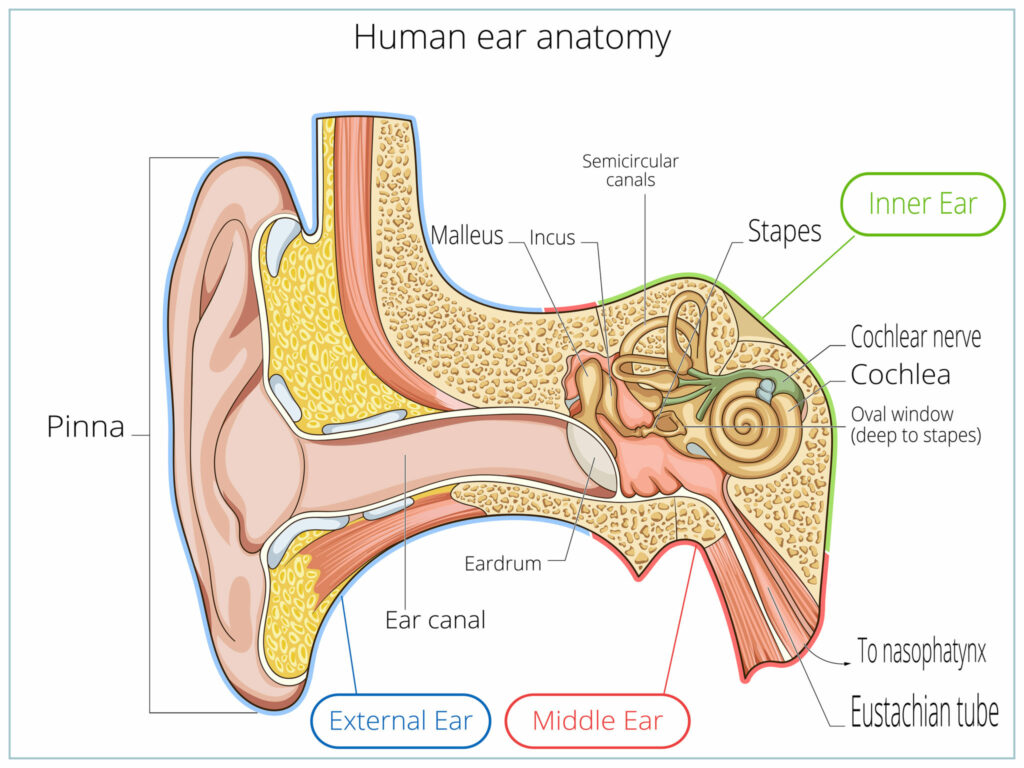 HumarEarAnatomy 1