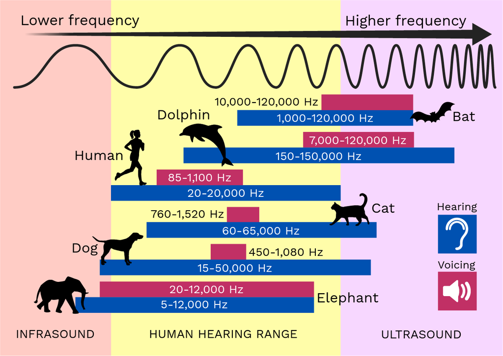 human hearing